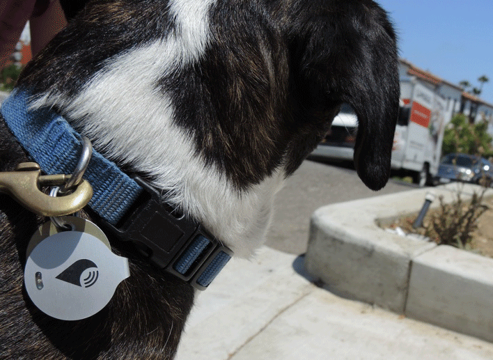 TrackR Bravo, um gadget para saber onde foi parar o cão