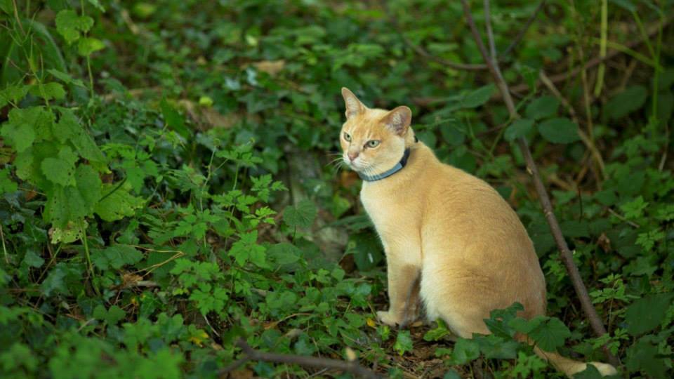 Gatos. Pawtrack, uma coleira com GPS