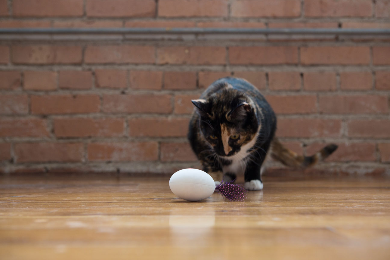 Gatos. Shru, o companheiro inteligente