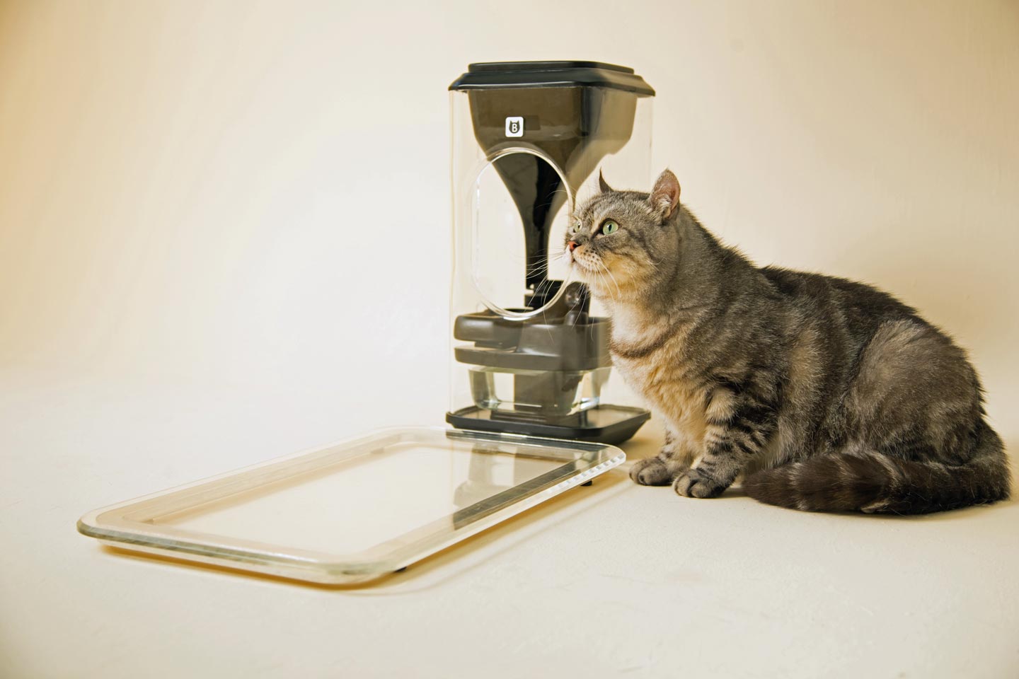 Gatos. Bistro, para monitorizar a saúde através do comedor