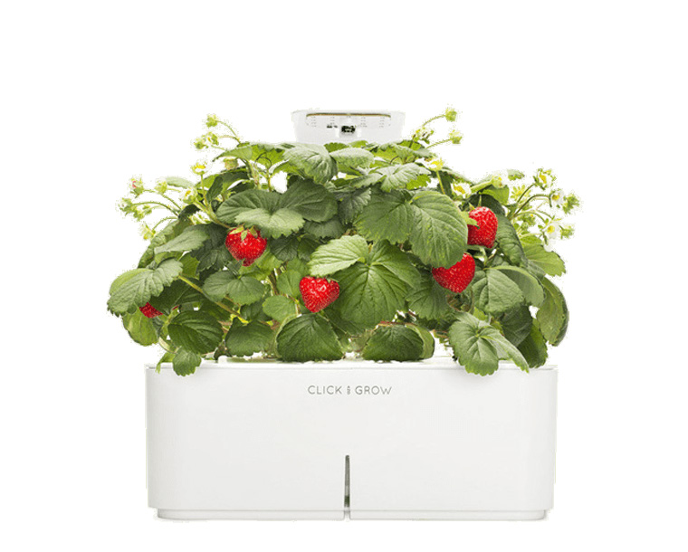 Gadgets para plantas e jardim. Ambiente high-tech para plantas Click & Grow