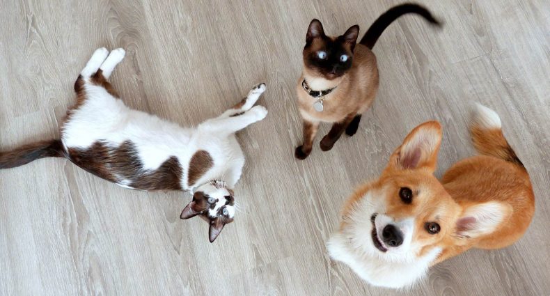 Gadgets para cães e gatos